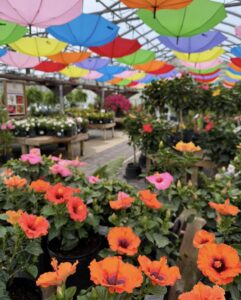 a greenhouse filled with lots of flowers and umbrellas