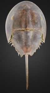 a close up of a flea on a black background