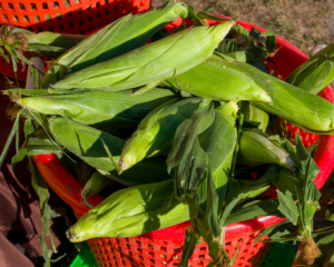 a basket filled with green corn sitting on top of a table