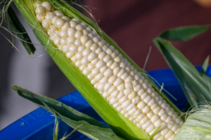 a close up of a corn on the cob