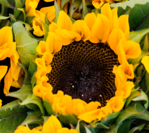 a close up of a large sunflower