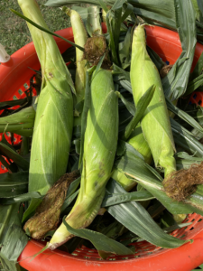 a red basket filled with corn on the cob