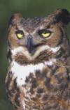 an owl with yellow eyes is sitting on a branch